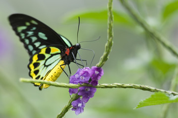 Fototapeta na wymiar Clipper Butterfly