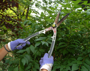 a gardener pruning a forsythia bush