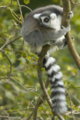 Little Lemur
