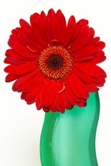 red gerber in green vase over white