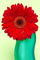 red gerber in green vase over green