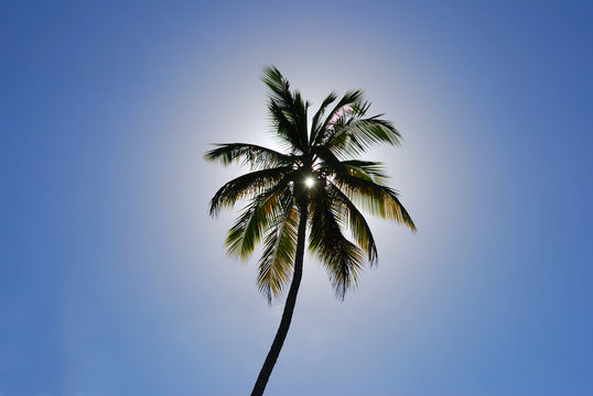 cocotier contrejour