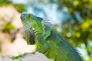 Green Iguana