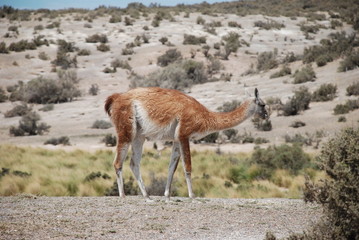 Guanaco