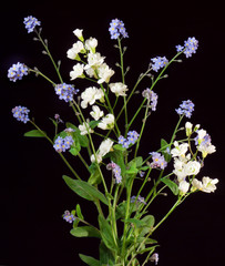 Blossoming plant with blue (forget-me-not) and white flowers