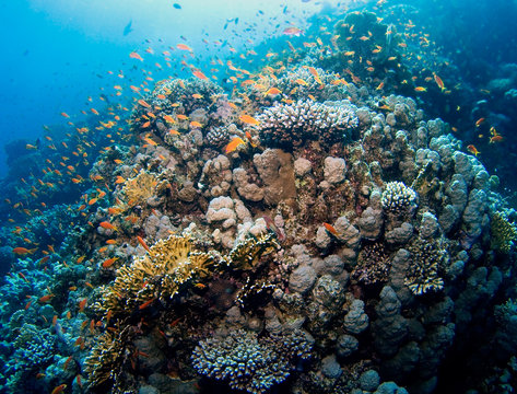 Colorful reef in the Red Sea, Egypt
