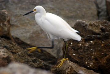 Closeup of a Snowy Egret running on the shore