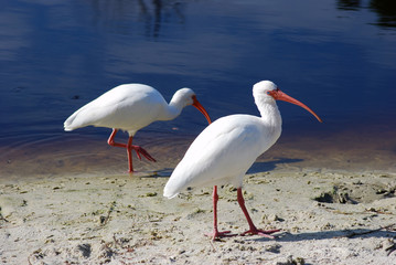 Several adult white ibis on the shore