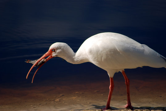 Closeup of a white Ibis with a fish in his mouth