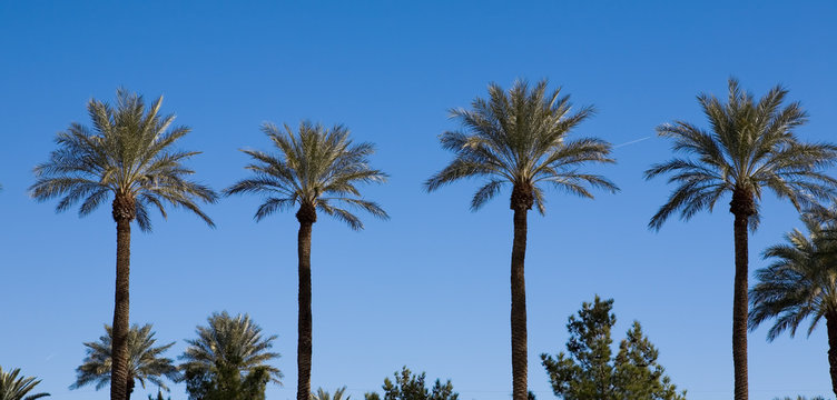Four palm trees growing in a row