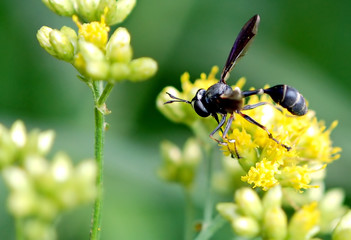 Thick-Headed Fly