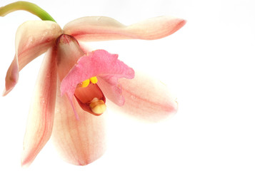 cymbidium orchid isolated on white background