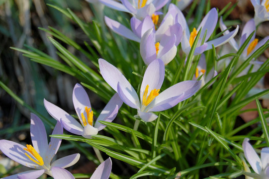 krokusse