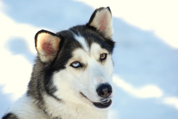 HUSKY CHIEN