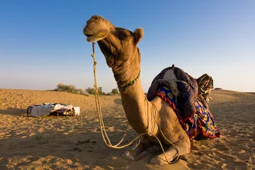 Gordijnen Camel on safari - Thar desert, Rajasthan, India © ErickN