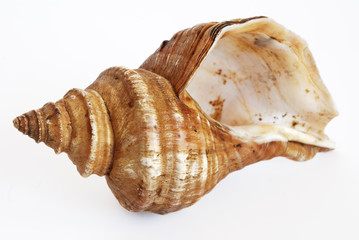 Inversed shell isolated on white