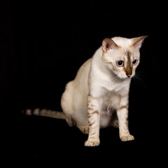 Portrait of isolated white bengal cat