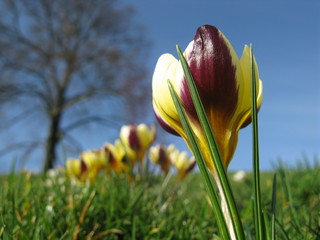 Farbenfrohe Krokusse vor blauem Himmel