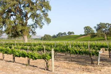 Fototapeta na wymiar Beautiful California vineyard landscape and blue sky