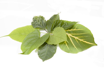 Obraz premium green leaves in different shapes isolated over white