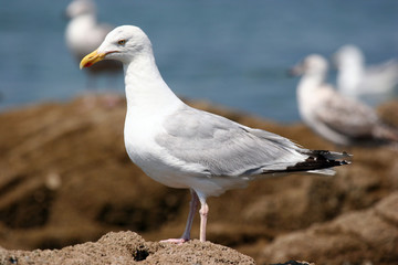 Goelands Portrait