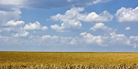 wheat field