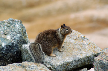 california ground squirrel