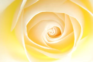 Photo sur Aluminium Macro Close-up of soft fleur rose blanche crémeuse