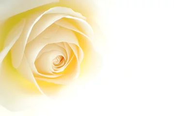 Poster de jardin Roses Close-up of soft creamy white rose flower