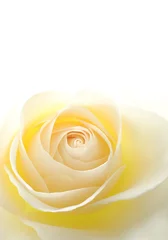 Photo sur Plexiglas Macro Close-up of soft fleur rose blanche crémeuse