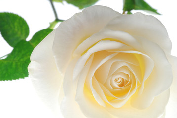 Close-up of soft fleur rose blanche crémeuse