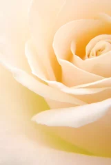 Photo sur Aluminium Macro Close-up of soft fleur rose blanche crémeuse
