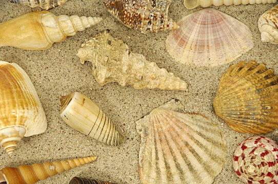 Collection with many different shells in the sand
