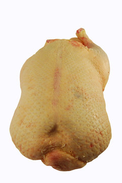 A raw duck