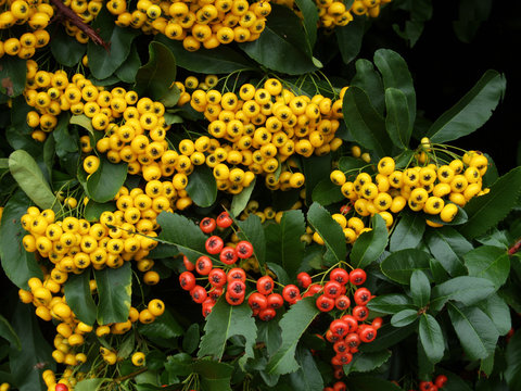 Red and yellow berries of pyracantha (firethorn)