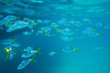 Under The Sea