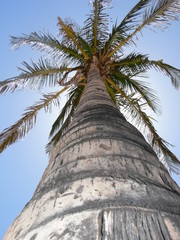 palme