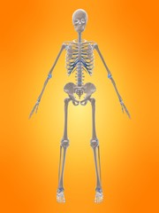 vorderansicht eines menschlichen skeletts