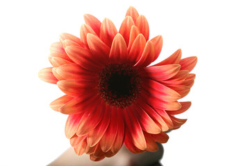 beautiful orange spring flower close-up