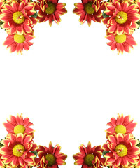 Obraz premium beautiful orange spring flower close-up