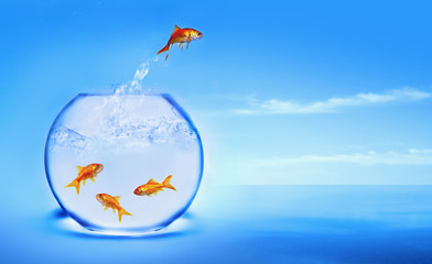 goldfish jumping out of the water