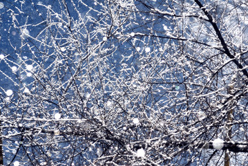 Branches of tree covered by hoarfrost on background going snow