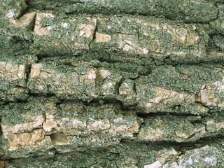 Piece of bark of a tree with little green moss