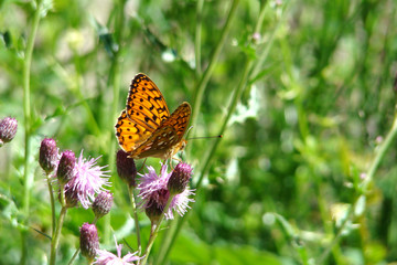 Tabac d'espagne,Aude,Pyrénées