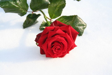 Red rose for Valentines day