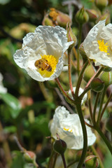 Abeille butinant un ciste à feuille de laurier,Aude,Pyrénées