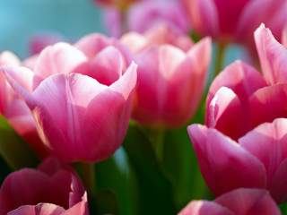 Obraz na płótnie Canvas Pink tulips in the sun