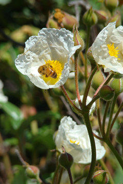 Abeille butinant un ciste &agrave; feuille de laurier,Aude,Pyr&eacute;n&eacute;es