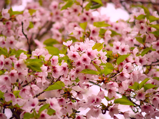 Fototapeta premium Blossoming tree