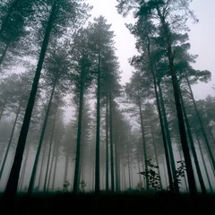 Wandcirkels aluminium Trees Thetford Forest © Phillips Visuals